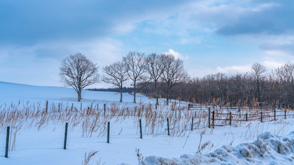 Leafless Tree With Snow Landscape 