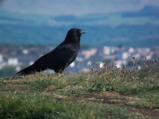 crow on the ground Arthur Seat Edinburgh Scotland United Kingdom