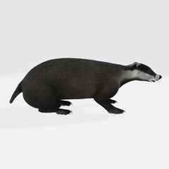 3d model of Badger. 3d illustration of standing Badger.