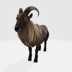 3d model of Himalayan mountain goat. 3d illustration of goat.