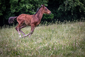 galoppierendes braunes Vollblutfohlen auf der Wiese