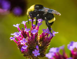 Yellow Bumble Bee Blue Butterfly Bush
