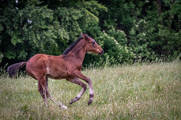 galoppierendes braunes Vollblutfohlen auf der Wiese