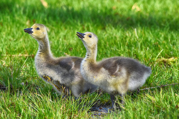 Baby Canada Geese drinking At Presque Isle state Park