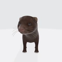 3d illustration of Mink. 3d model of animal.