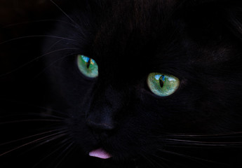 black cat with green eyes close-up