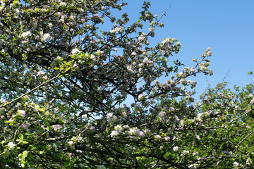 Fototapeta na wymiar Close up of a beautiful green orchard with pink apple blossom trees in Somerset.