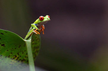 Frog, red-eyed tree frog, Costa Rican frog