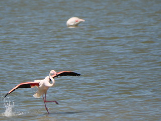 Pink Flamingo with open wings taking flight in the lagoon waters