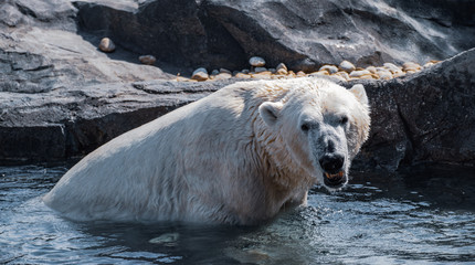 Polar bear at the zoo