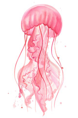 Pink jellyfish on an isolated white background, watercolor illustration, hand drawing
