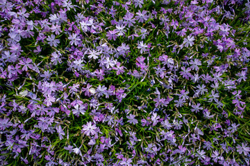 Obraz premium Emerald Blue Creeping Phlox - Purple flowering. Landscape design.