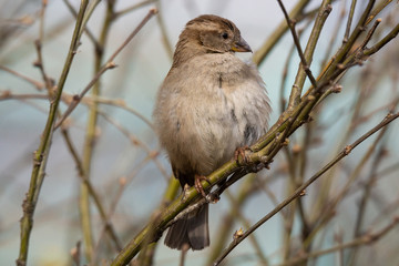 Sparrow on the tree..