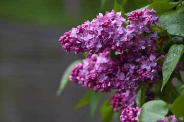 Close-up of blooming lilacs in the rain against park or garden background, selective focus
