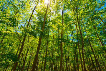 Fresh green forest