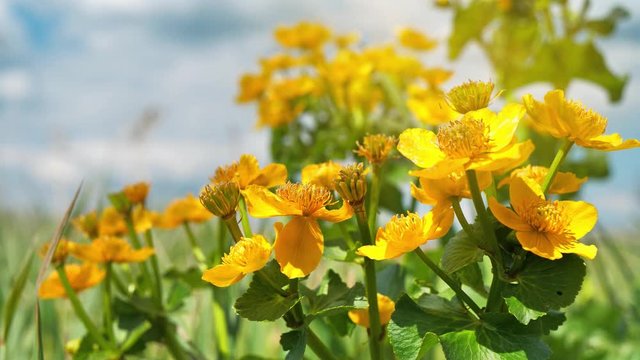 Slow Motion Yellow flower of Caltha palustris or soldiers button, also known as drunkards