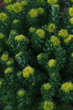 Rhodiola rosea