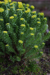 Rhodiola rosea