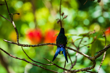 Hummingbird near an Espatodea (Spathodea campanulata) orange blooming flower