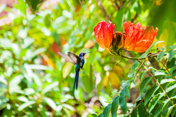 Hummingbird flying near an Espatodea (Spathodea campanulata) orange blooming flower