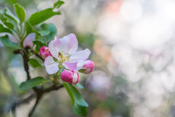 Apple tree blossoms over blurred background. Spring flowers with sunbeams and bokeh.