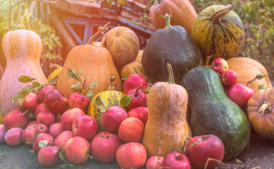 Autumn colorful village garden. Harvest of ripe pumpkins and red apples	