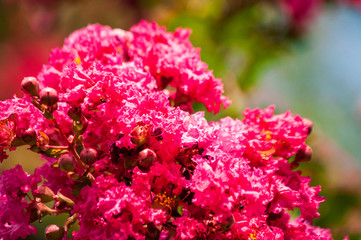 Beautiful blooming pink flower pattern