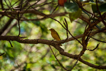 Small yellow land canary in a tree branch with foliage background