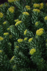 Fototapeta premium Rhodiola rosea