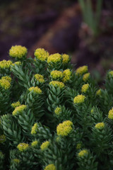 Obraz premium Rhodiola rosea