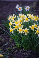 Daffodils close up.