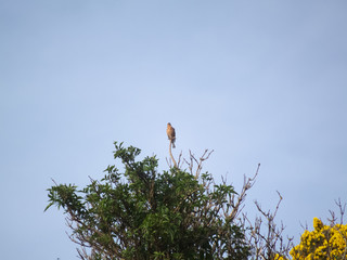 bird on a tree Arthur Seat Edinburgh Scotland United Kingdom