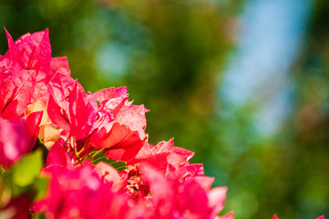 Blooming pink bougainvillea flower in natural condition