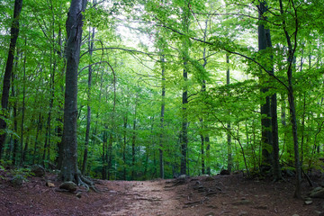 Obraz premium green forest