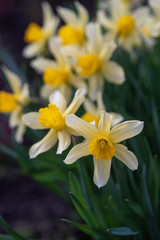 Daffodils close up.
