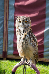 trained owl