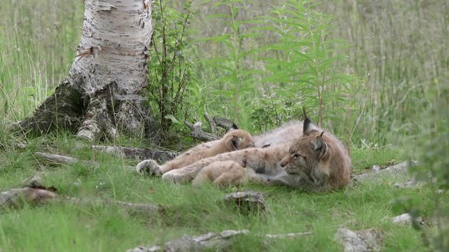 lynx animal mother with cubs siblings laying relaxed on ground