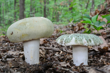A pair of Russula virescens mushroom close up