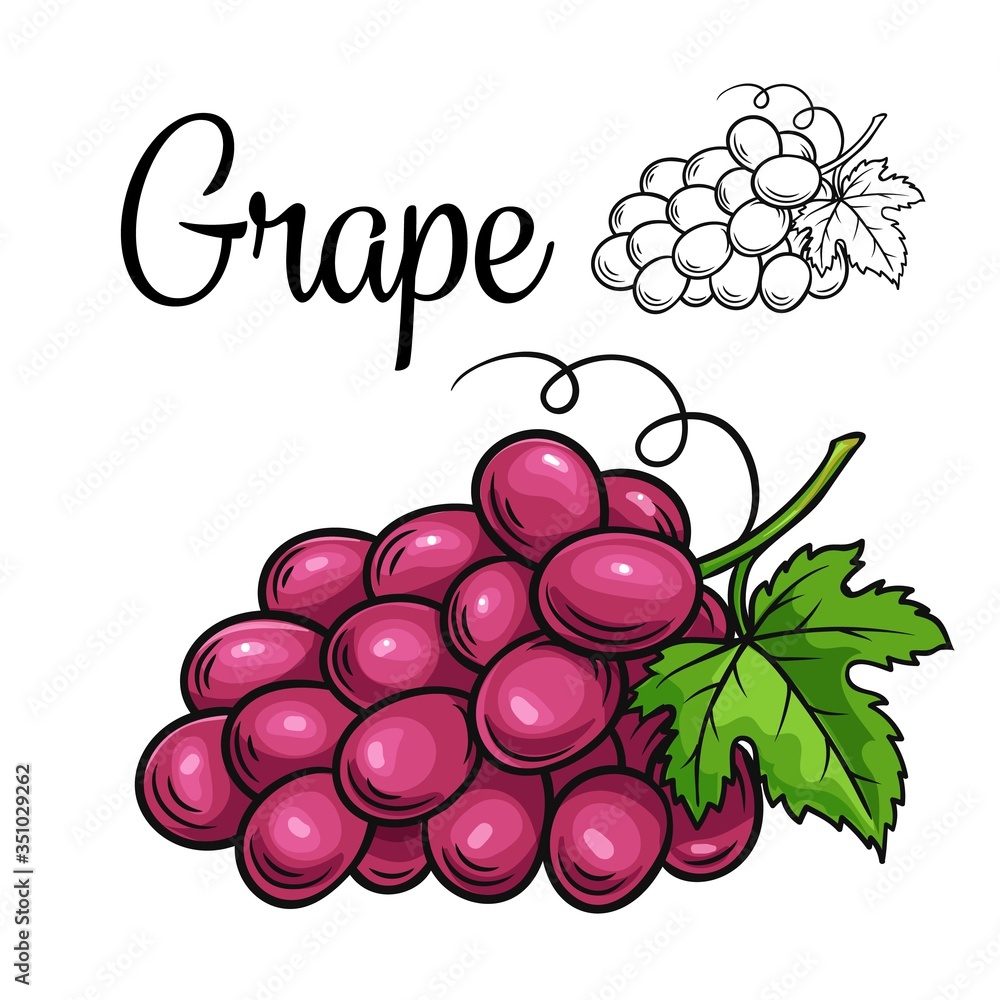 Poster grape vector drawing icon - Posters