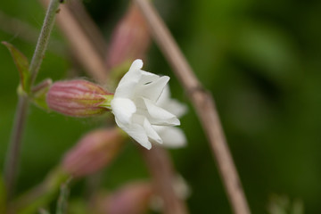 flower of a white flower