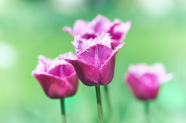 Pink Tulips on bright background.