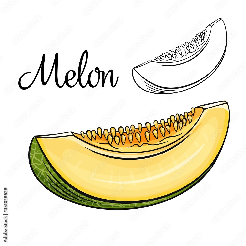 Poster melon vector drawing icon. - Posters