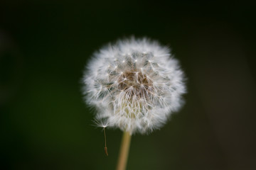 Dandelion with one spore hanging on against dark background