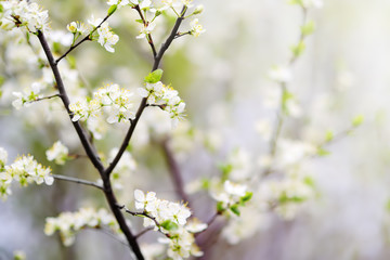 Close-up photo of blossom cherry tree in sunny garden