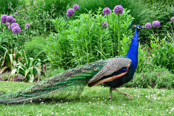 Obraz premium blue peacock on green background walking through a park