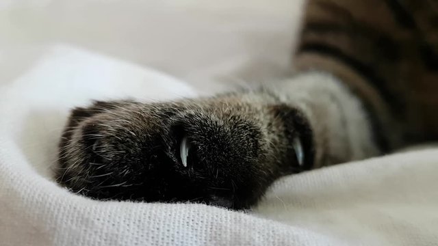 Macro image. The cat's paw extends its claws. A contented animal. The joy, the confidence of the domestic cat. The cat is lying on the bed