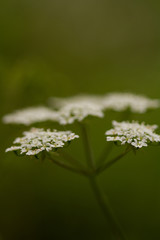 
macro flower and blurred background in spring