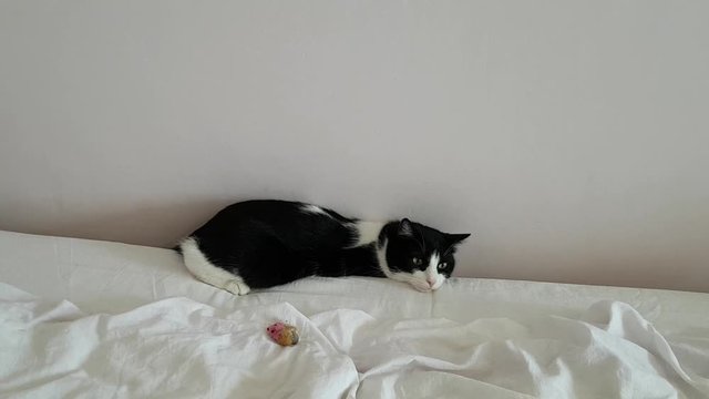 Funny house cat is lying on the bed. Uncomfortable position of the animal's body. Tired animal after a game