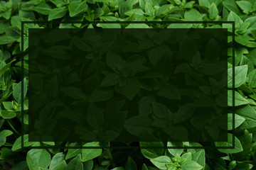 Mockup poster with frame on background of basil leaves