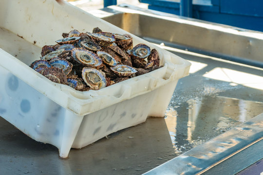 Small private seafood market. On the counter is a white plastic tray with fresh, wild Lapas - Platella Vulgata, caught in the early morning. Old port, historical part of Puerto Cruz. Tenerife, Spain